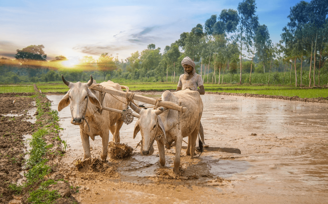 Farmer with bullocks ploughing a paddy field at sunrise